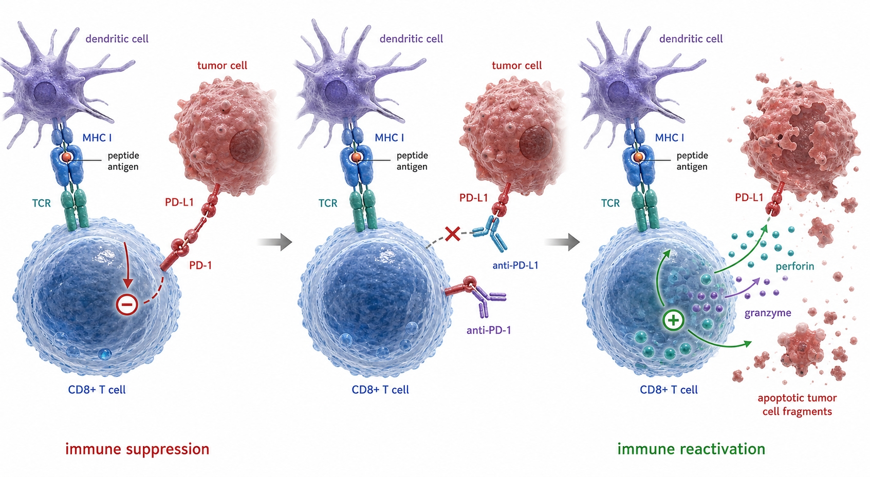 Generated PD-1/PD-L1 checkpoint blockade graphical abstract