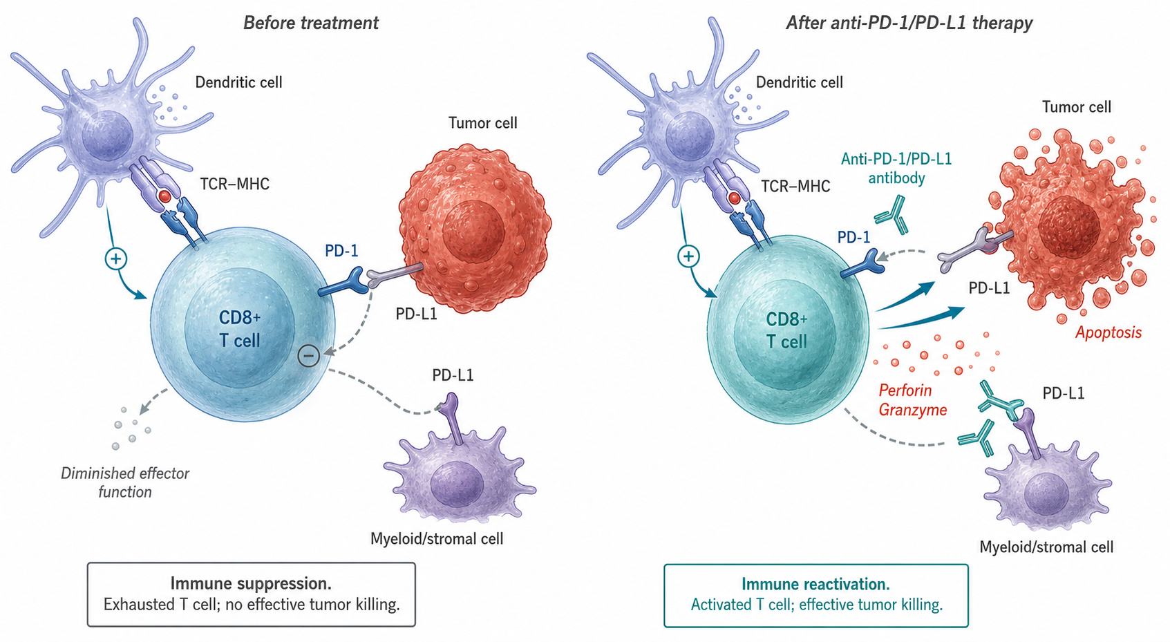 PD-1/PD-L1 checkpoint blockade graphical abstract